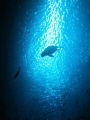   Galapagos sea lion  